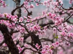 -桃花岛景观公园