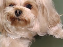 -瑞派动物医院·绝育·犬猫全科·预防医学(光景江南中店)