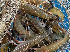 -SHRIMP CLUB万东餐饮钓虾·清吧