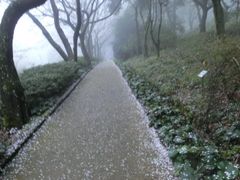 -汉拿树木园