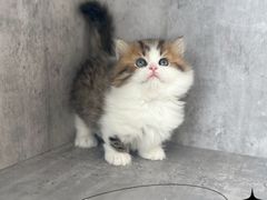 -小猫来了·猫舍(红山六九七九店)