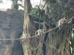-杭州野生动物世界