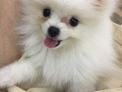 -瑞鹏宠物医院·爱宠堂·骨外专科(西荷分院)