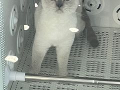 -爱洗澡的猫(望京店)