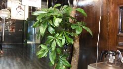 -YASAKI国际舞蹈中心