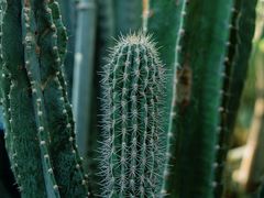 -国家植物园南园