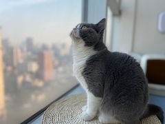 -Catmate·猫肥家润(金润铂宫店)