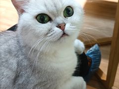 -李小姐の猫咖啡馆(五角场店)