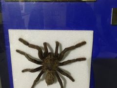 -上海昆虫博物馆