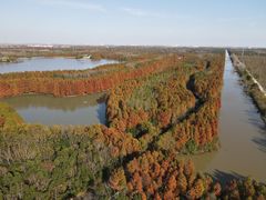 -上海海湾国家森林公园