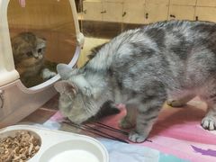-藏猫猫咖啡主题馆(中央大道店)