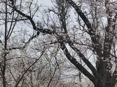 -桃花堤公园