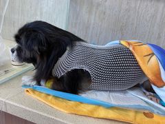 -爱派特动物医院·全科诊疗中心