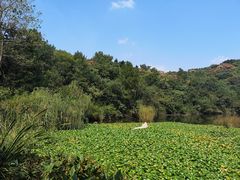 -天目湖山水园