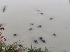 -中国扬子鳄村