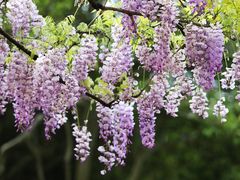 -嘉定紫藤园