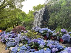 -上海鲜花港