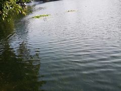 -荔枝公园(福田区)