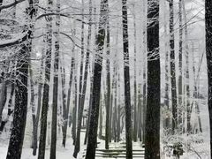 -鲁山国家森林公园