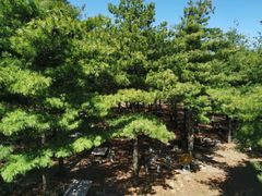 -鲁山国家森林公园