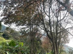 -广州市石门国家森林公园