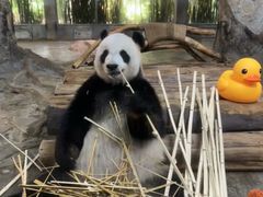 -海南热带野生动植物园