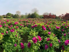 -洛阳市隋唐城遗址植物园