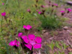 -永定河休闲森林公园