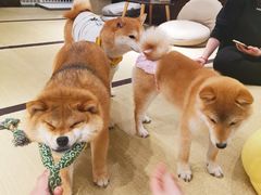 -逗柴咖啡屋·狗咖猫咖宠物桌游