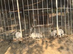 -福建鲤鱼洲酒店