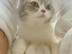 -灵美宠物诊所