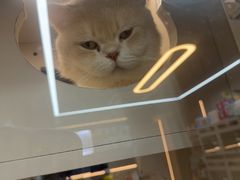 -唐小姐の私宠·宠物洗护美容·撸猫馆·购宠(周浦万达旗舰店)