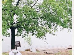 -大塘金香草谷