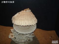 -亚龙湾中心广场·贝壳馆