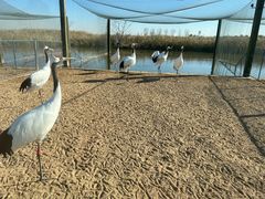 -盐城丹顶鹤湿地生态旅游区
