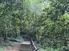 -上海佘山国家森林公园天马山园