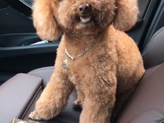 -爱侣宠医·鹦鹉专科·小型哺乳类·异宠专科(灵石路店)