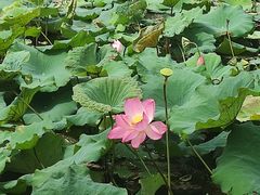 -厦门园林博览苑
