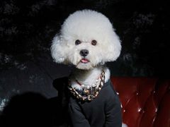 -超宠爱宠物摄影-Super pet