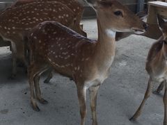 -鹿境梅花鹿生态园区