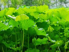 -高子水居
