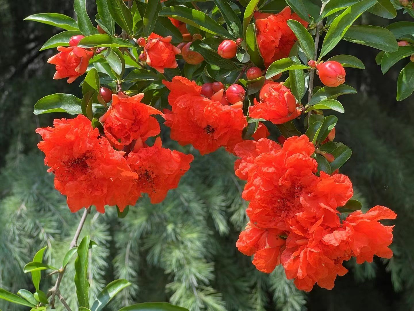 五月榴花照眼明,西安市花你了解吗