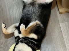 -柴迷FANS CLUB·柴犬狗咖·猫咖