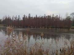 -白鹭湾湿地公园