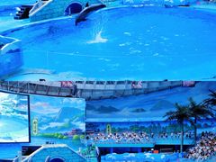 -海合安成都极地海洋公园