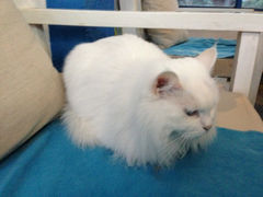 iphone_upload_pic-Anne猫窝咖啡屋