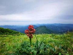 -白草畔自然风景区
