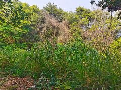 -火炉山森林公园