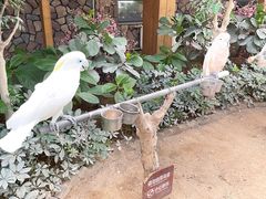 -南宫五洲植物乐园