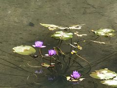 -西樵山风景名胜区-天湖公园